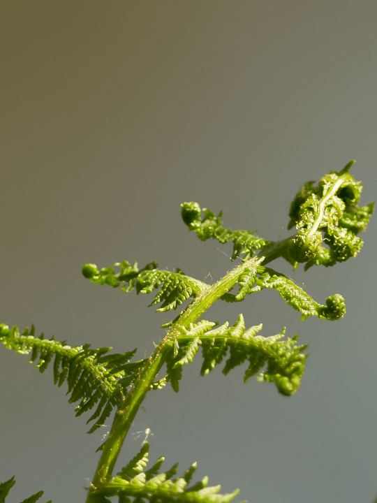 Dryopteris filix-mas